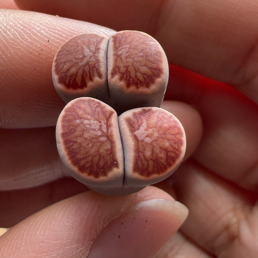 530。优选岛田丝绒红窗菊