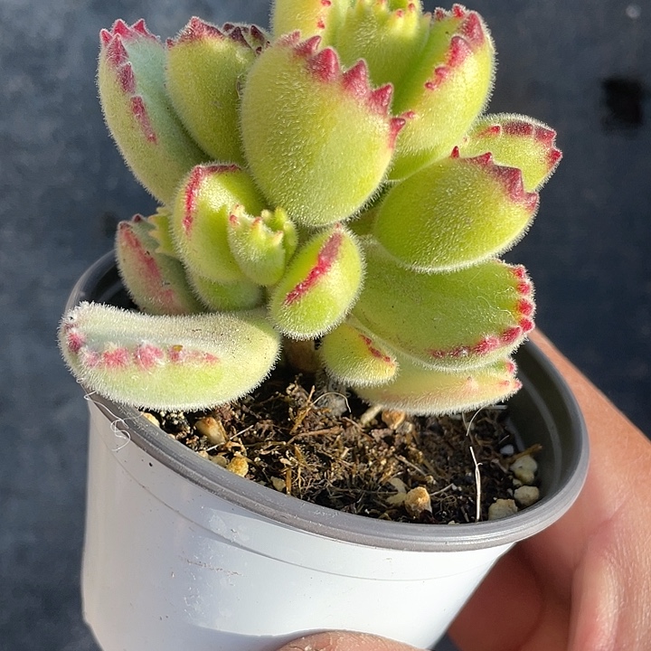 小熊福利带盆带盆发货