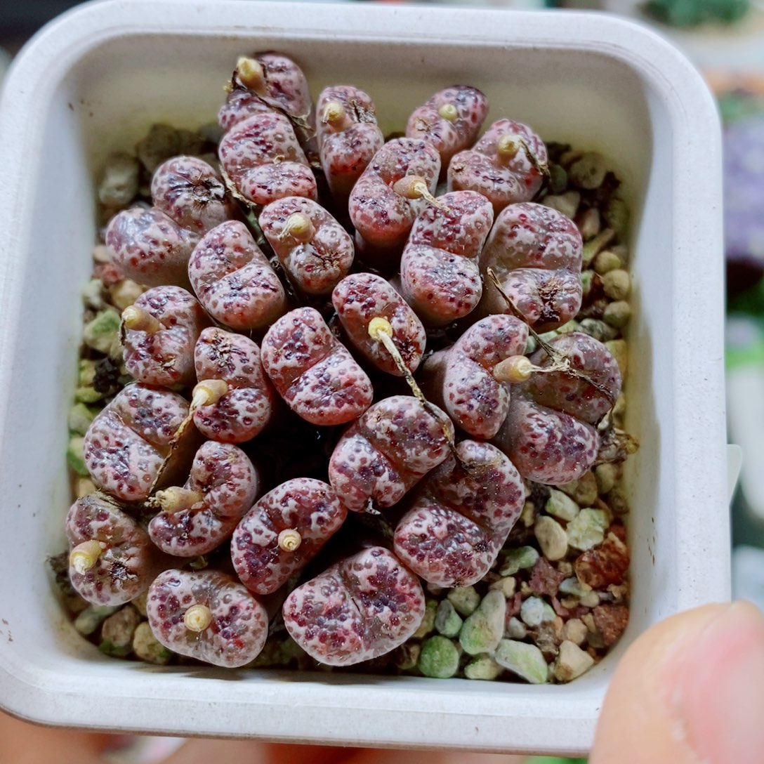 生石花花花花花花花花781