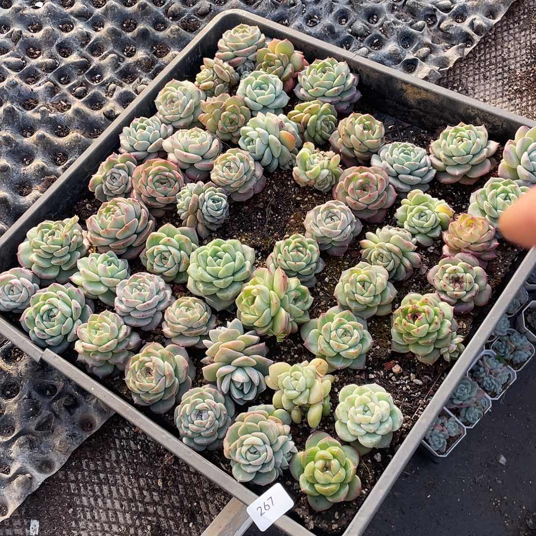 陈***）267。 定。             