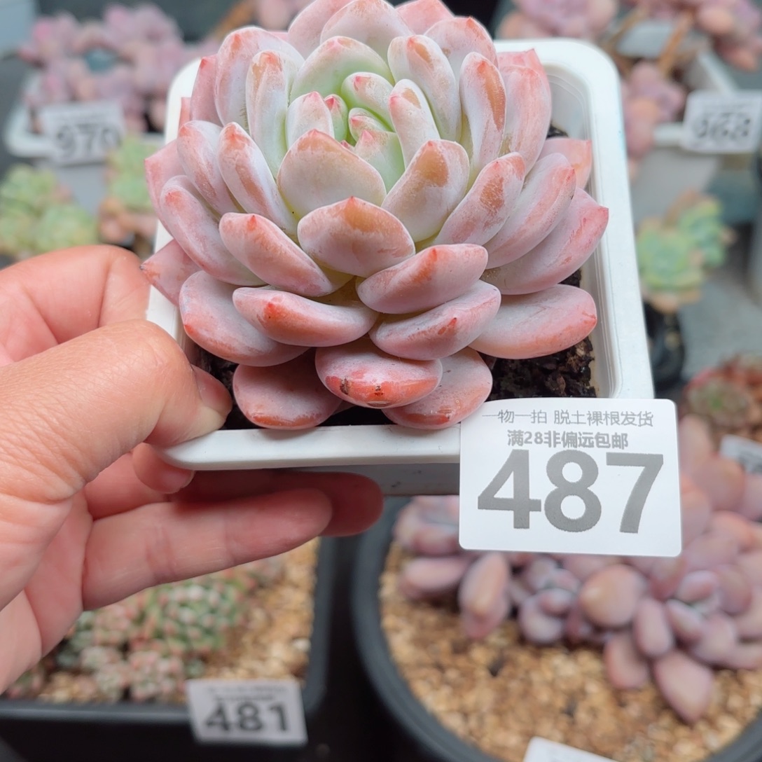 橙梦露多肉多肉多