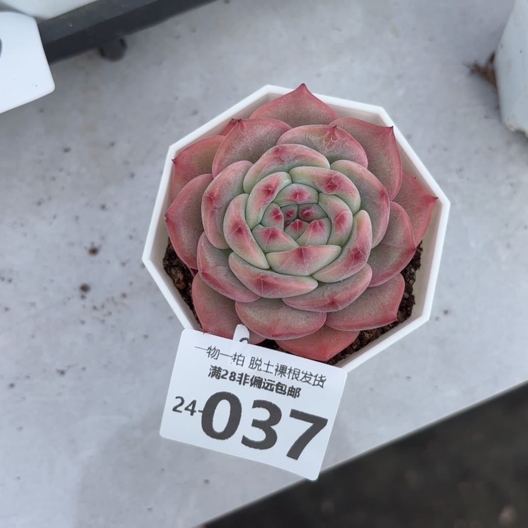 魅影多肉多肉多肉