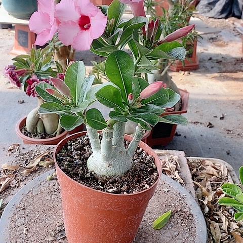 【闪购商品】无花朵过***天