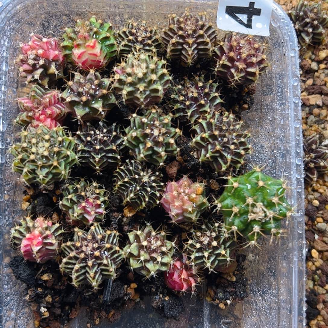 当前无花栽培后可以开花434