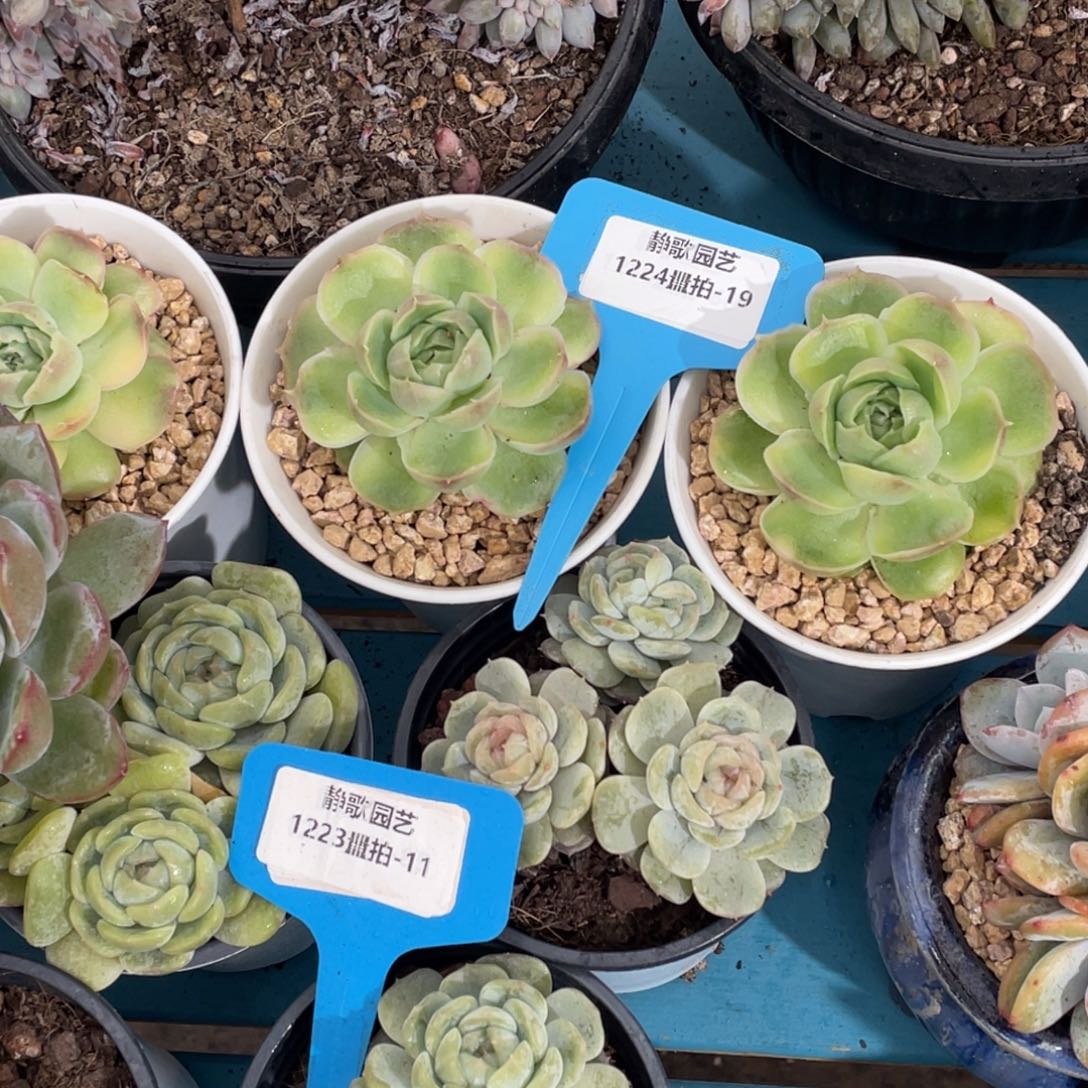 1224-19-大母本水晶虾饺一颗