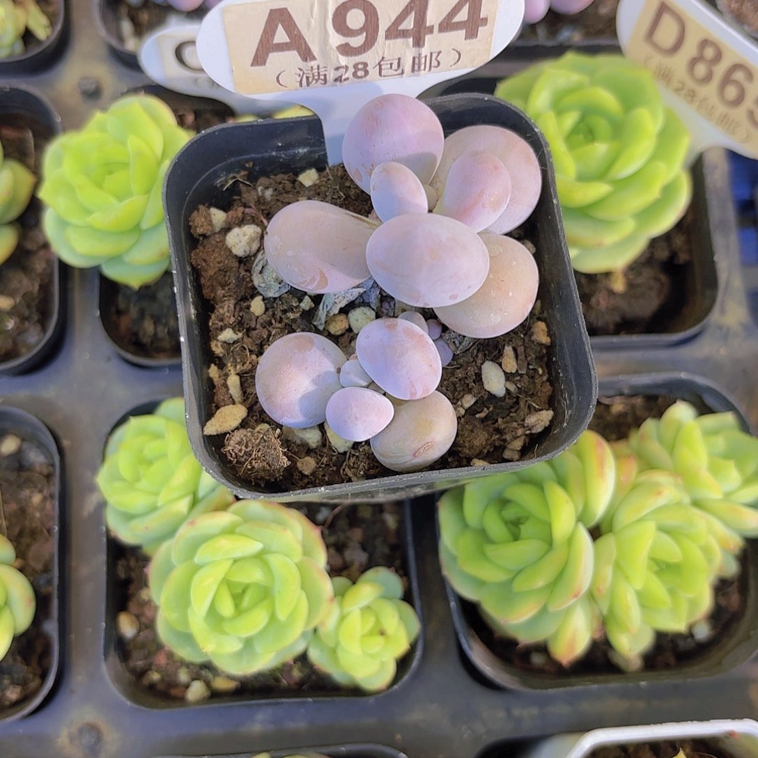 A944奶酪一物一拍