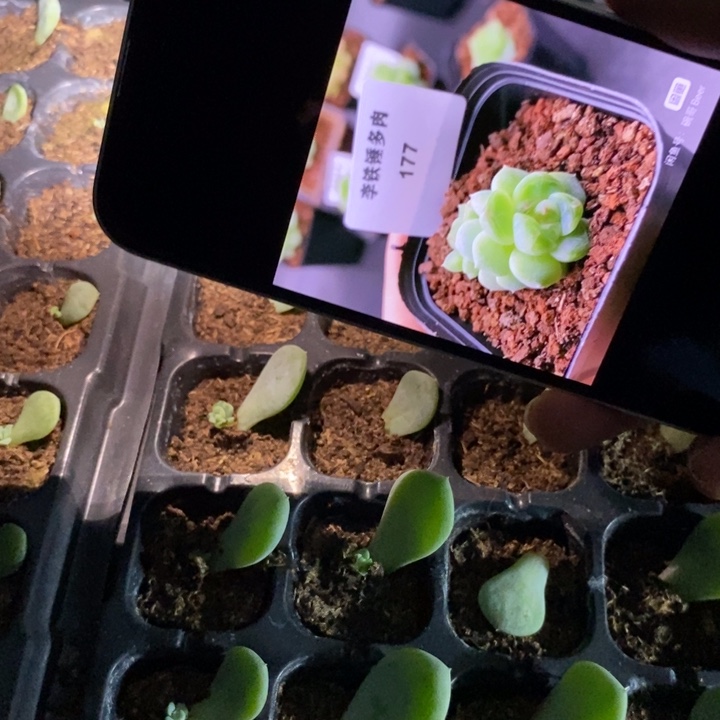 甜心177芽苗一个多肉