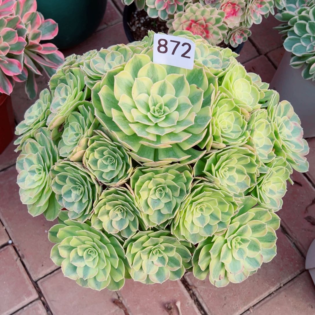 872雨荷法师多肉植物