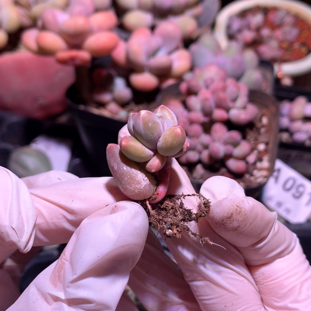 天空美人，天空。。多肉