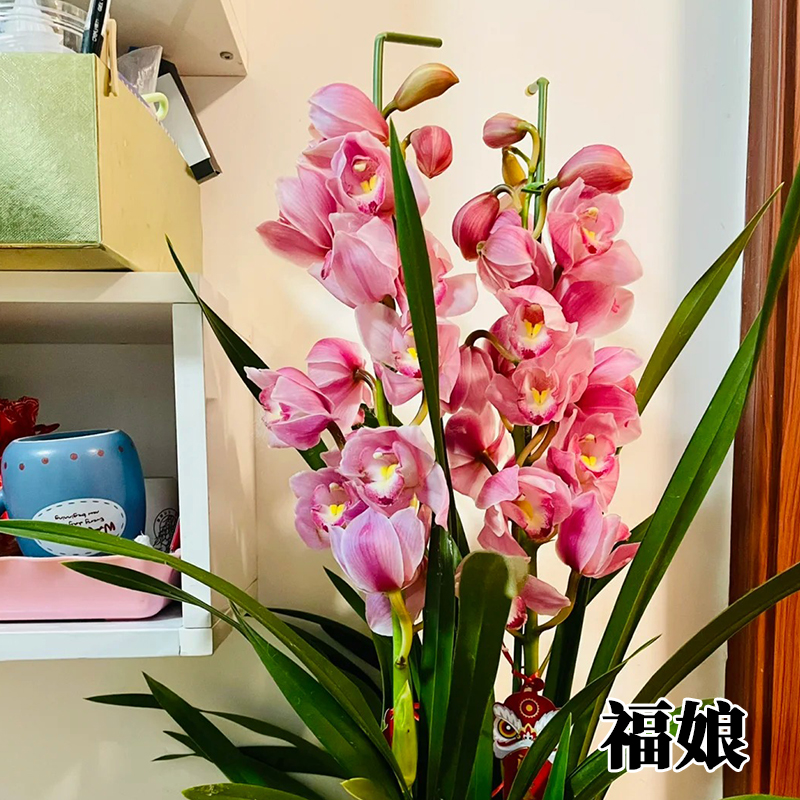 粉色高端【福娘】大花蕙兰带花苞兰花多支花好养绿植盆栽浓香
