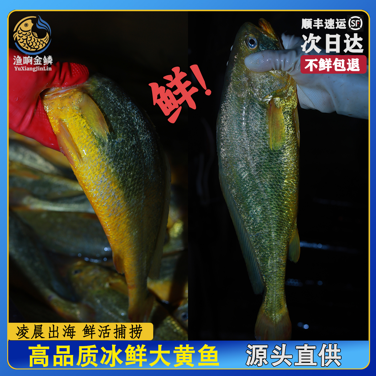 渔响湾冰鲜大黄鱼350g*10条宁德霞浦深海优质黄花鱼黄瓜鱼