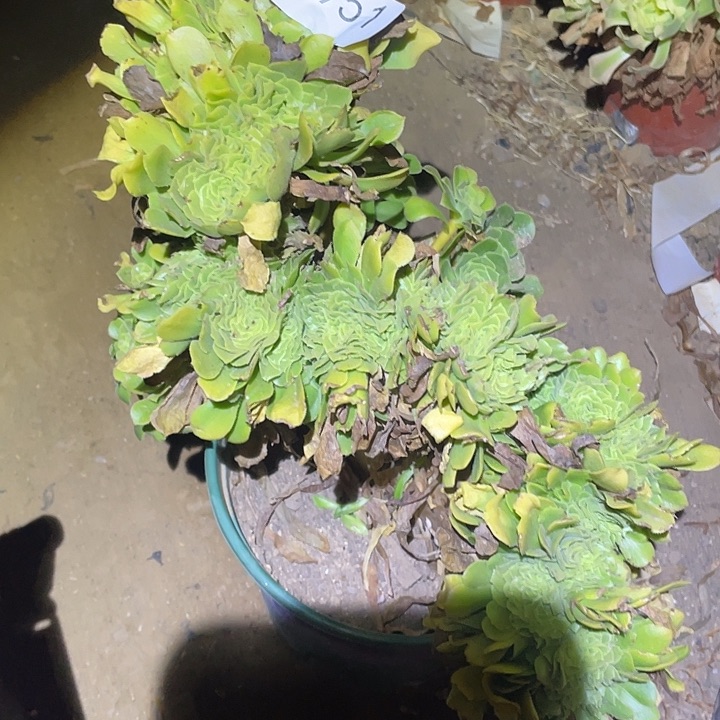 多肉植物法师951绿杨蓉缀