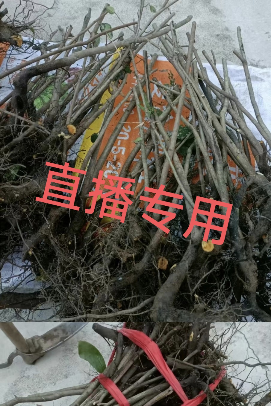 灌木金弹子盆景直播付款