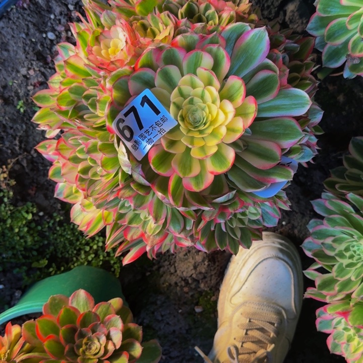 海王花27-12包邮花花