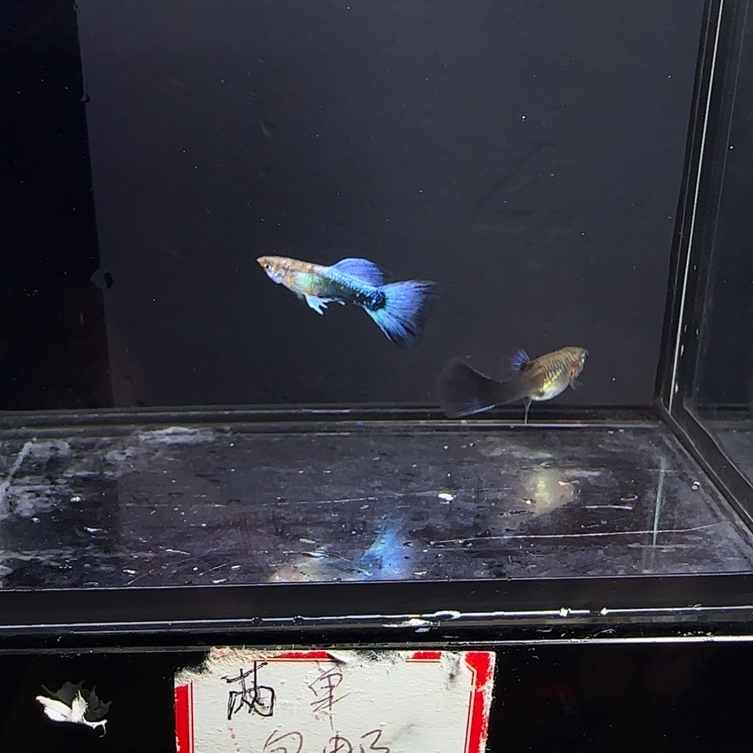 孔雀鱼紫礼服一对