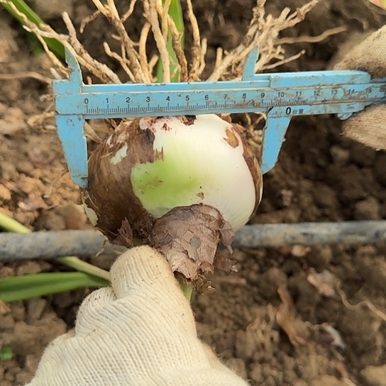 花孔雀9.5-10厘米单球包对版