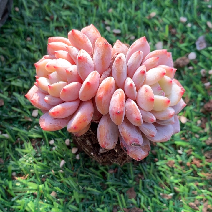 星星橙双头              多肉