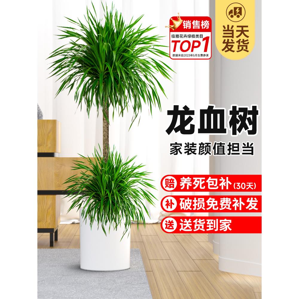 龙血树盆栽绿植室内大型客厅大盆景真花龙铁龙须树办公室落地植物