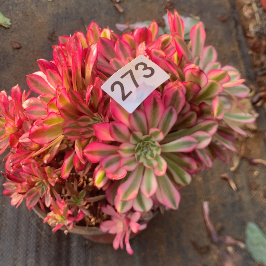 273有砍多肉植物