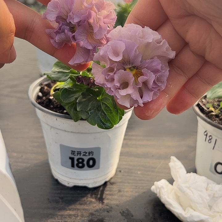 当前无花朵，栽培后可花朵180号