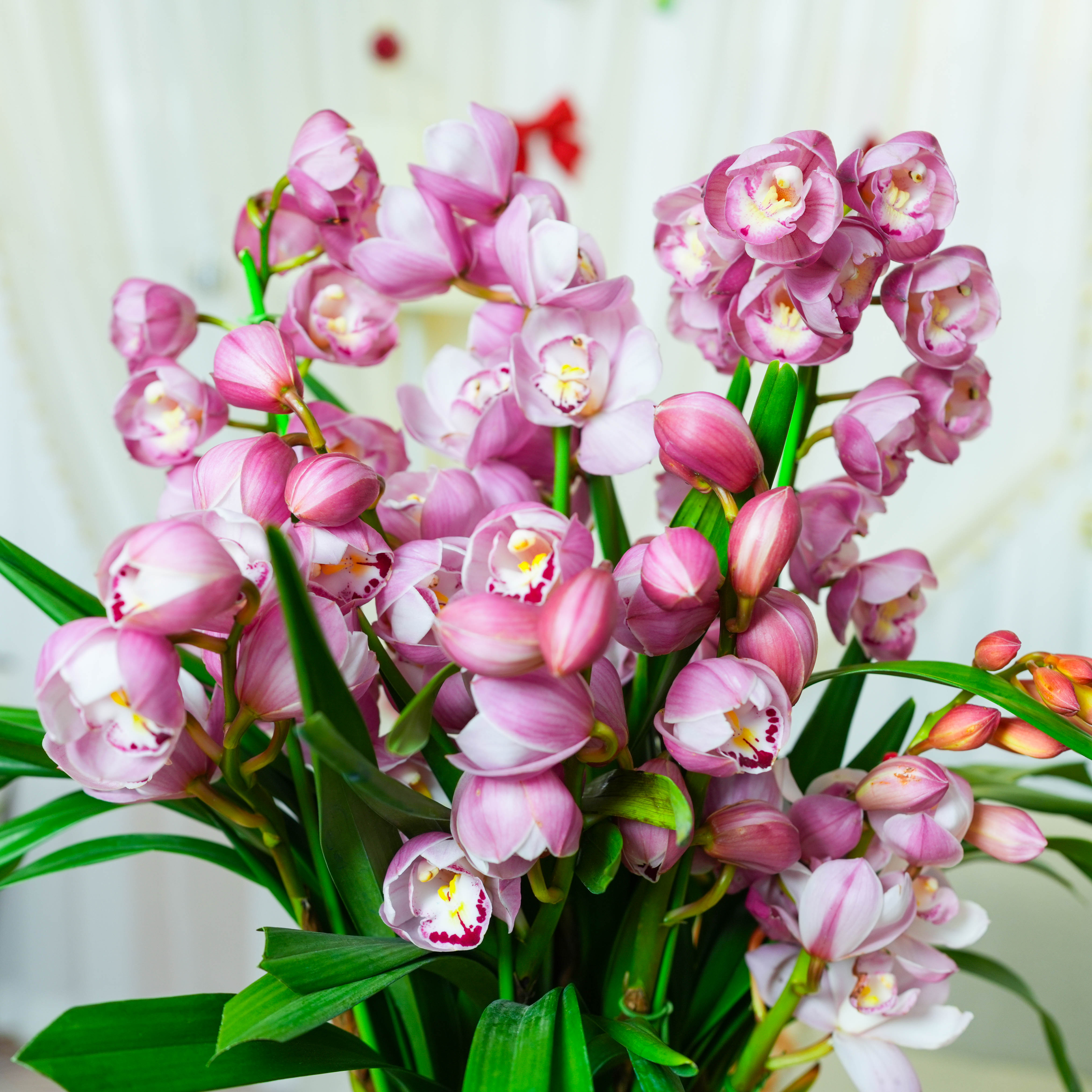 精品兰花蕙樱花粉【5-8】花剑带花苞浓香型花卉年宵花高档花卉