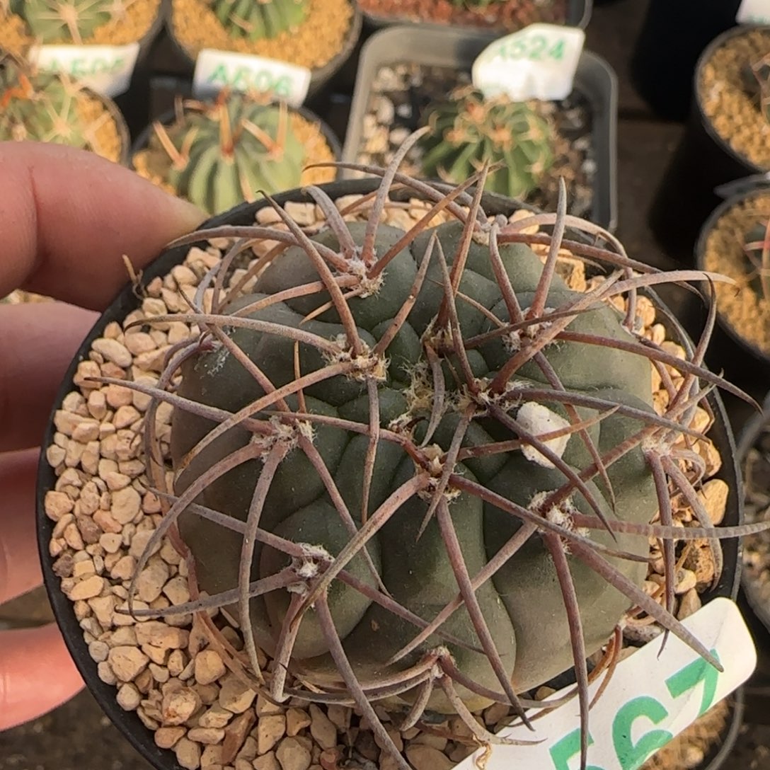 天平 实生仙人球567