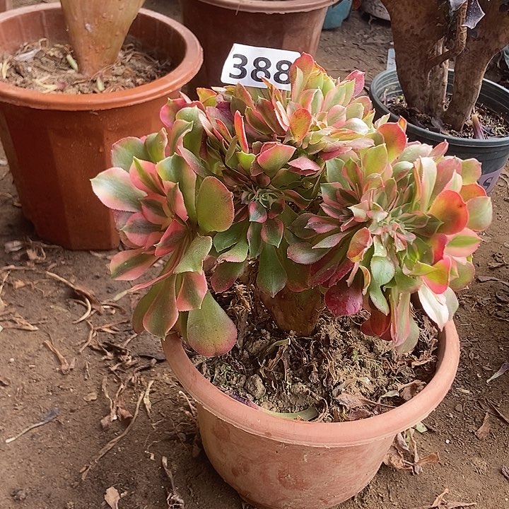 388香妃缀化老板子法师