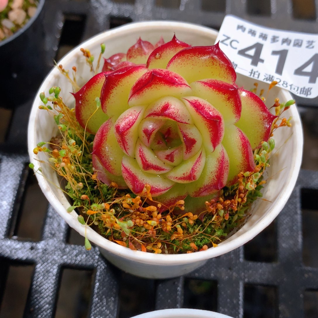 肉萌萌拇指盆精控多肉ZC414