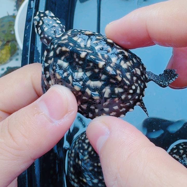 1***5母宠物龟111111111111