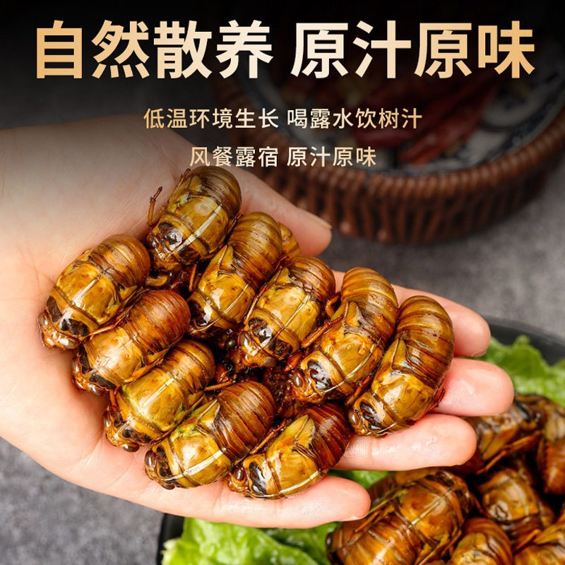 知了猴2025现抓当季新鲜金蝉速冻爬叉猴蝉蛹顺丰包邮