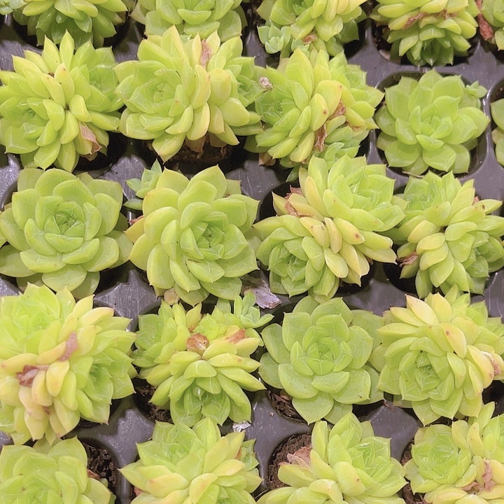 精品韩版麦秆多肉植物