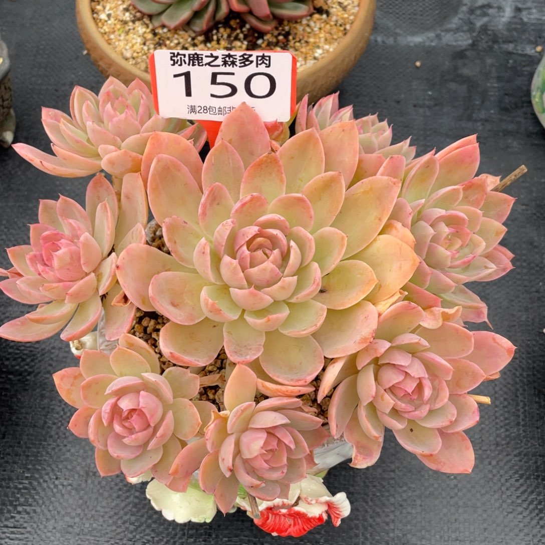 弥鹿之森多肉0150