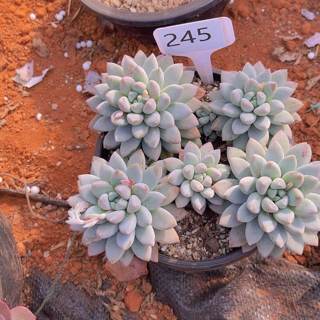 青****诺245奶糖18。。。。