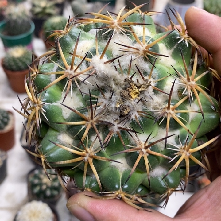 实生大号天丝象牙特价