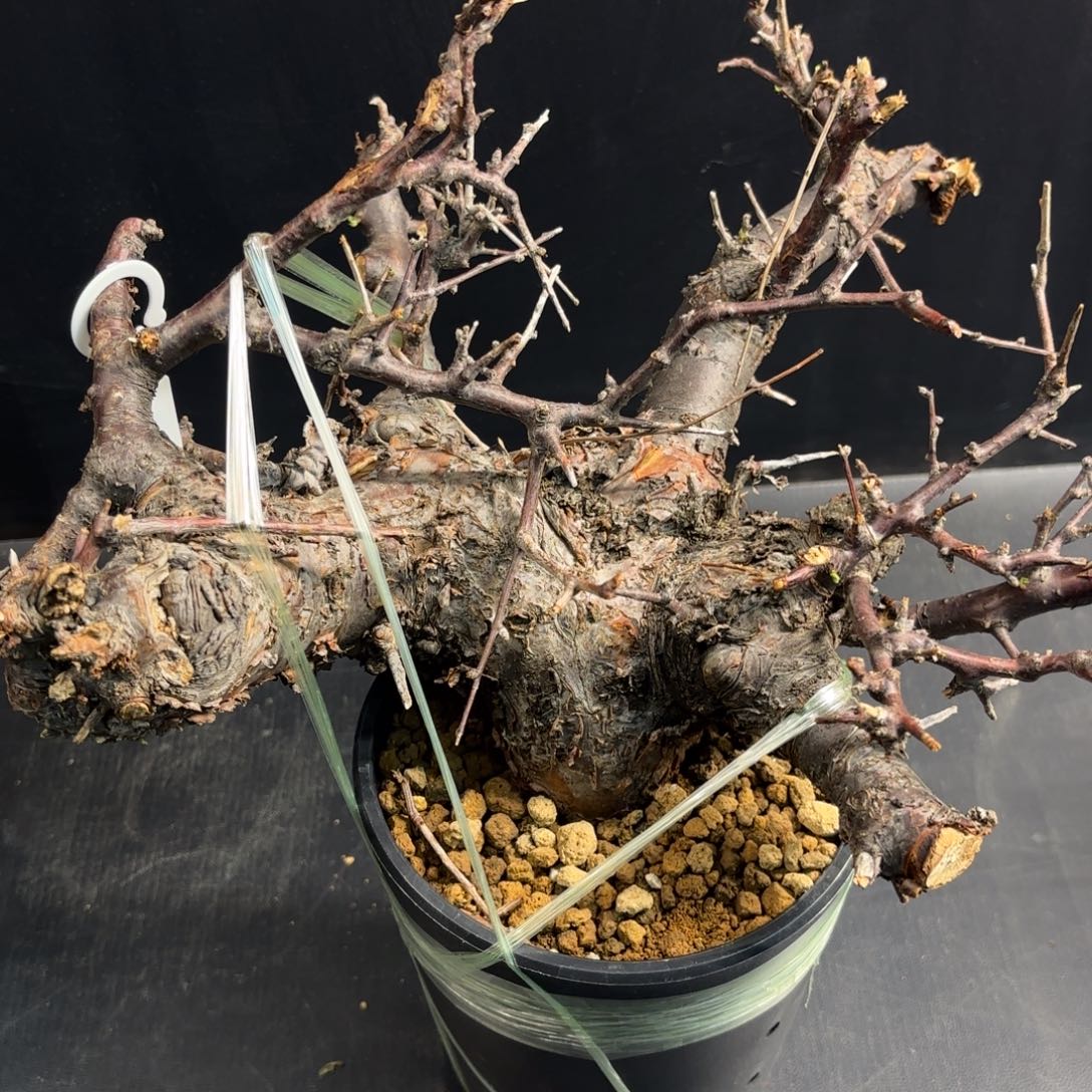 木  勃然恩斯带盆土