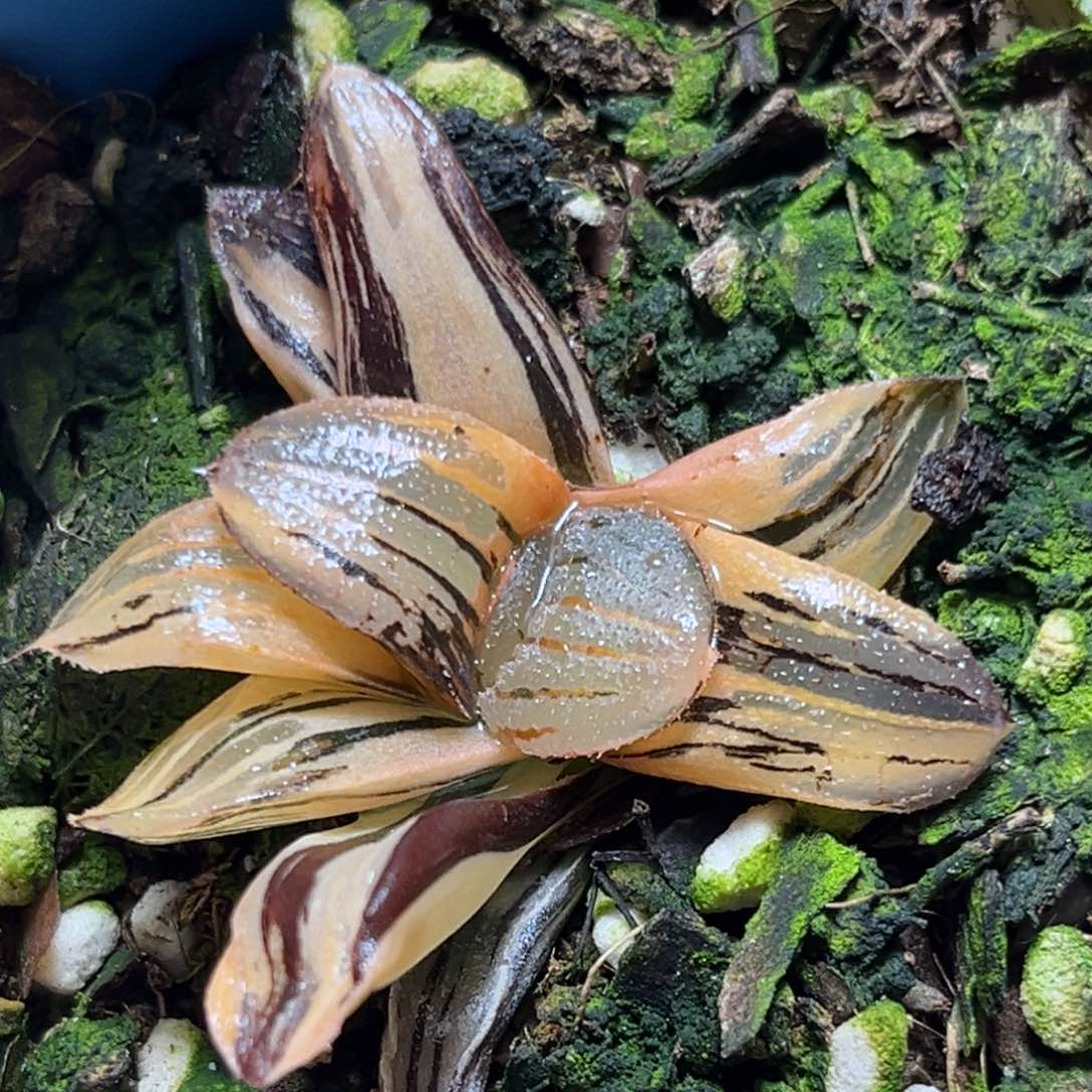 恭喜发财大吉大利699