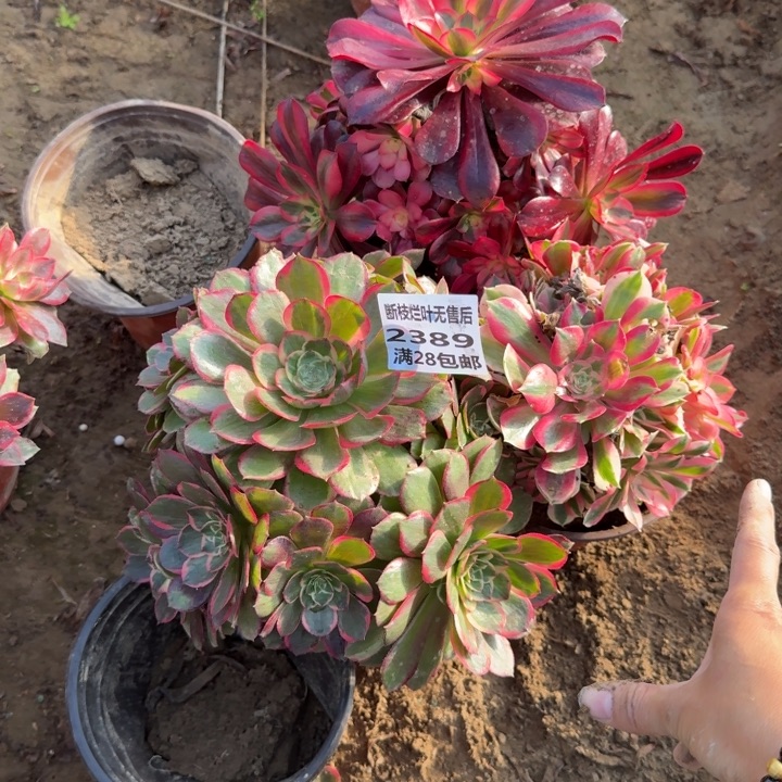 恋***雨2389三个多肉二号棚