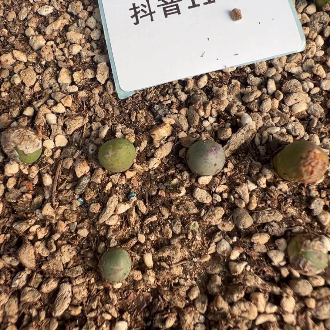 11-06量拍1558皮卡丘小苗一颗