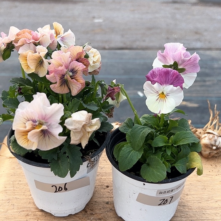 红陶抖音直播闪拍206-207