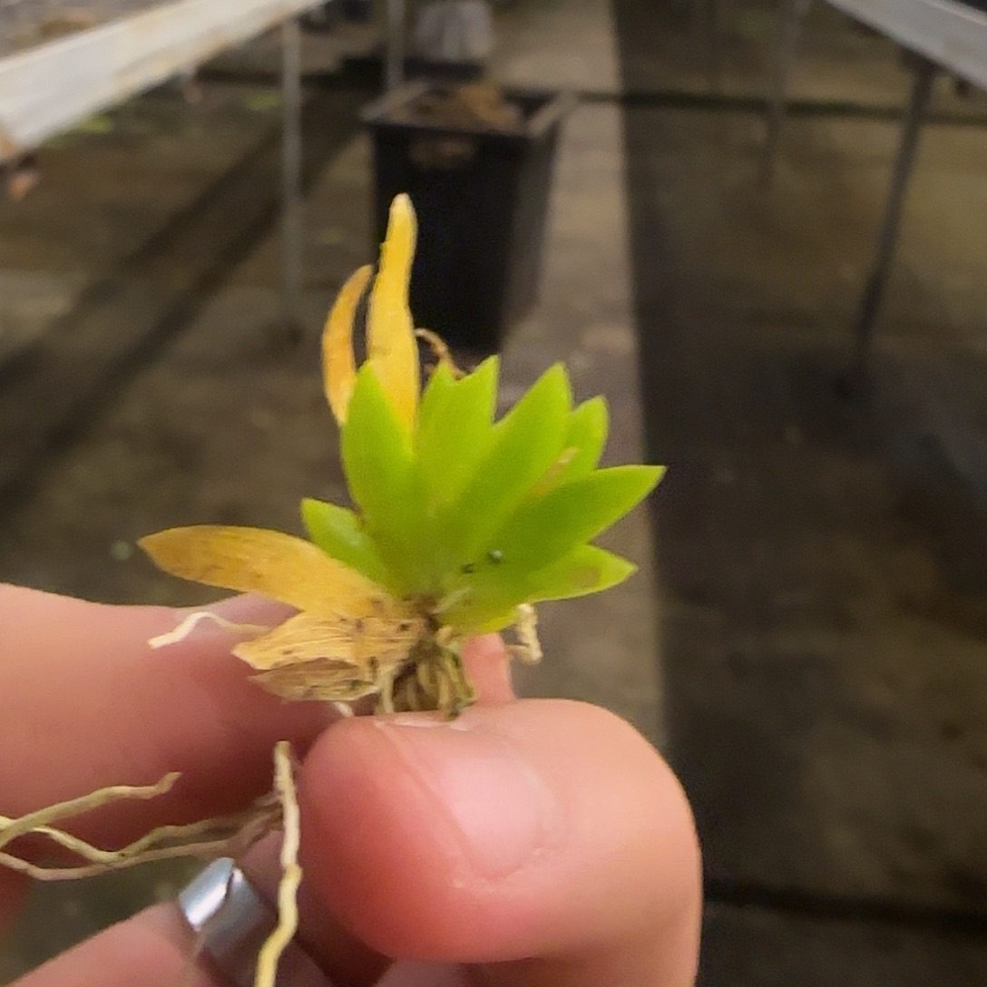 今***儿无花朵专拍文心兰