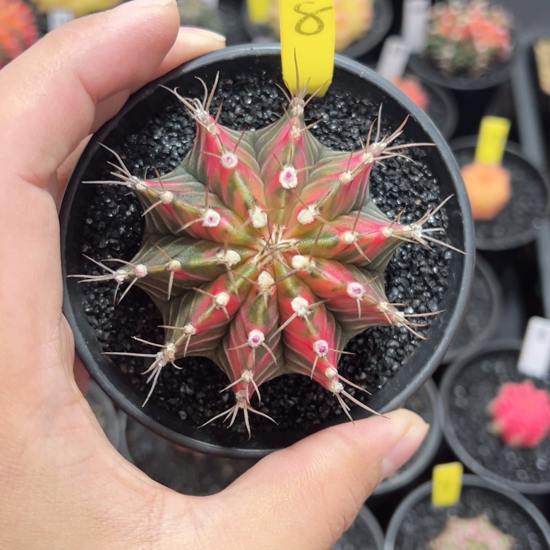 全品相米哈——（默认脱土发货）