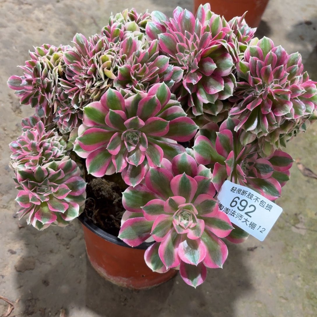 692粉女巫缀化多肉植物