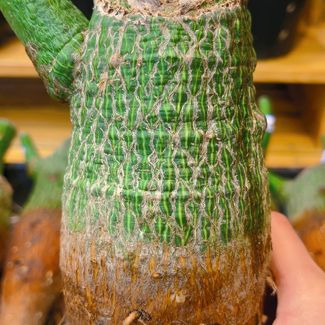 潮流植物龟甲木棉3