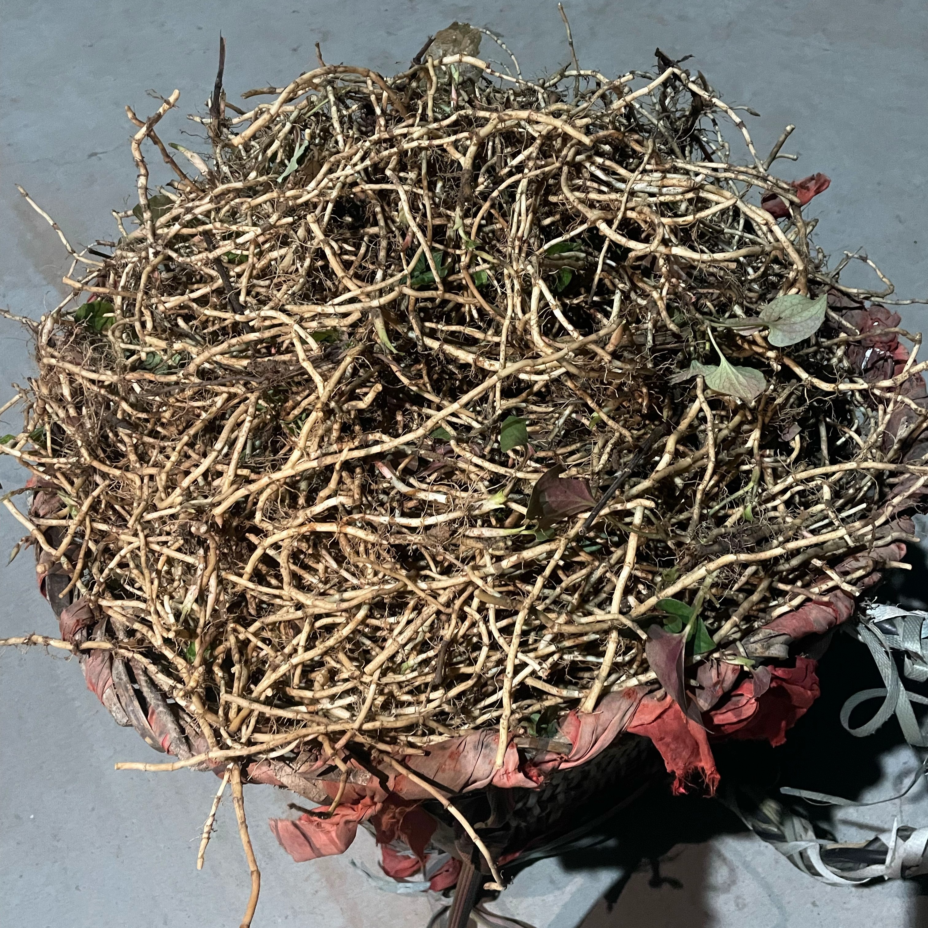 现挖新鲜鱼腥草折耳根嫩根带泥土四川特产凉拌菜煲汤食材纯野生