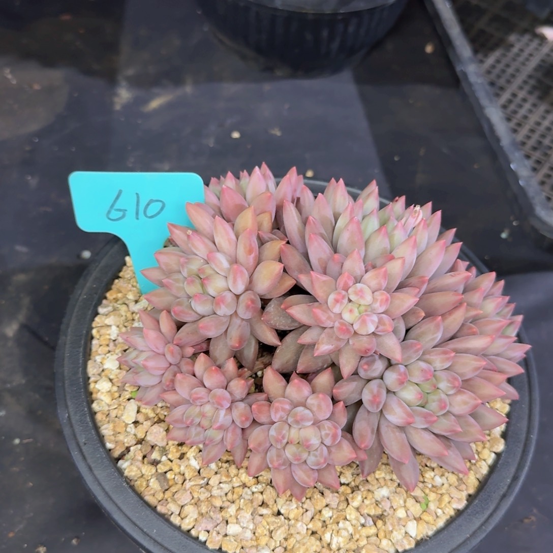 多肉植物的生长发育和