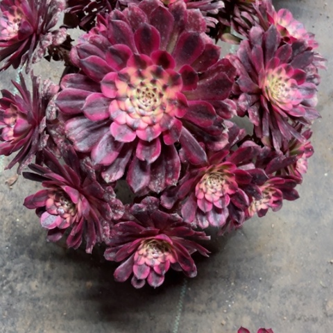 多肉植物月婵锦。