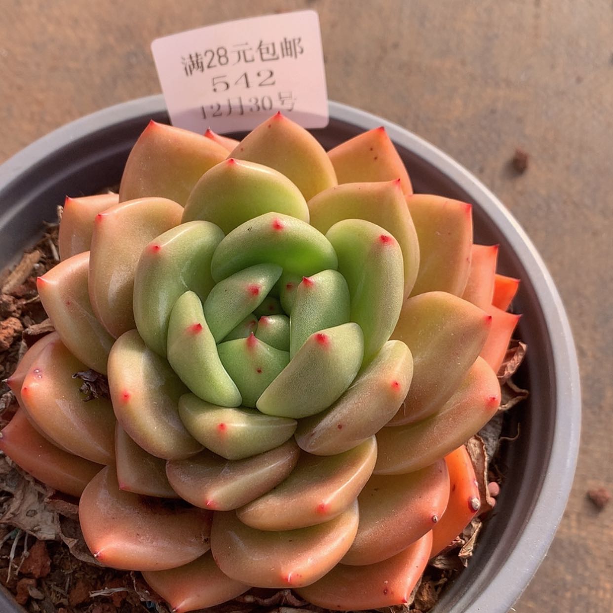 【闪购商品】云542号香槟玫瑰10厘米