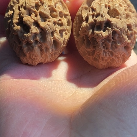 把件文玩核桃天山雪蚕带彩38