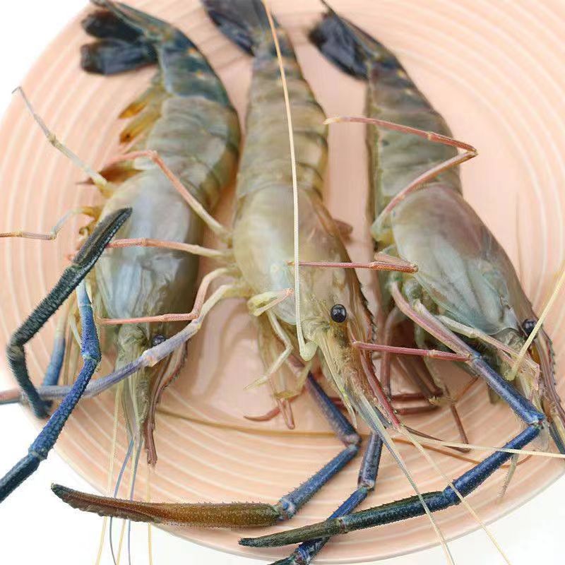 【每日新鲜】爆头罗氏虾 500g