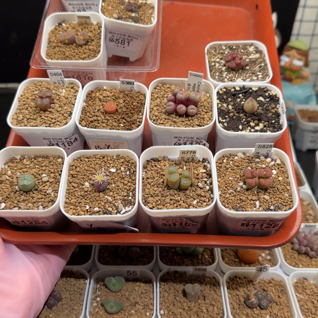 靓***丫肉锥多肉植物组合-1297有疤